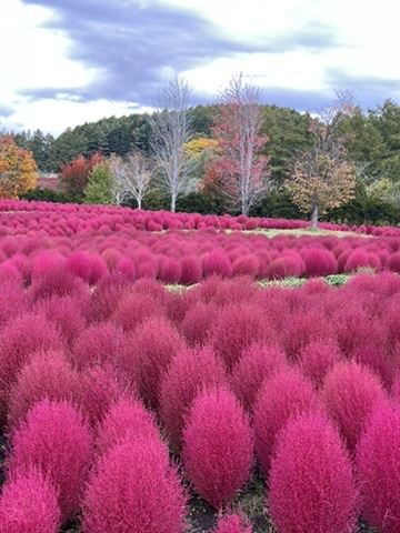 ゆにガーデンの紅葉したコキア1
