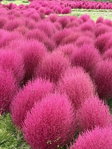 ゆにガーデンの紅葉したコキア2