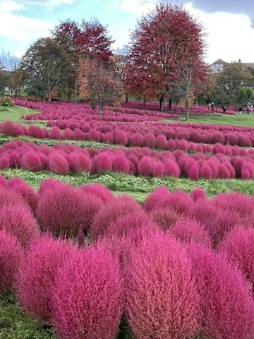 ゆにガーデンの紅葉したコキア3