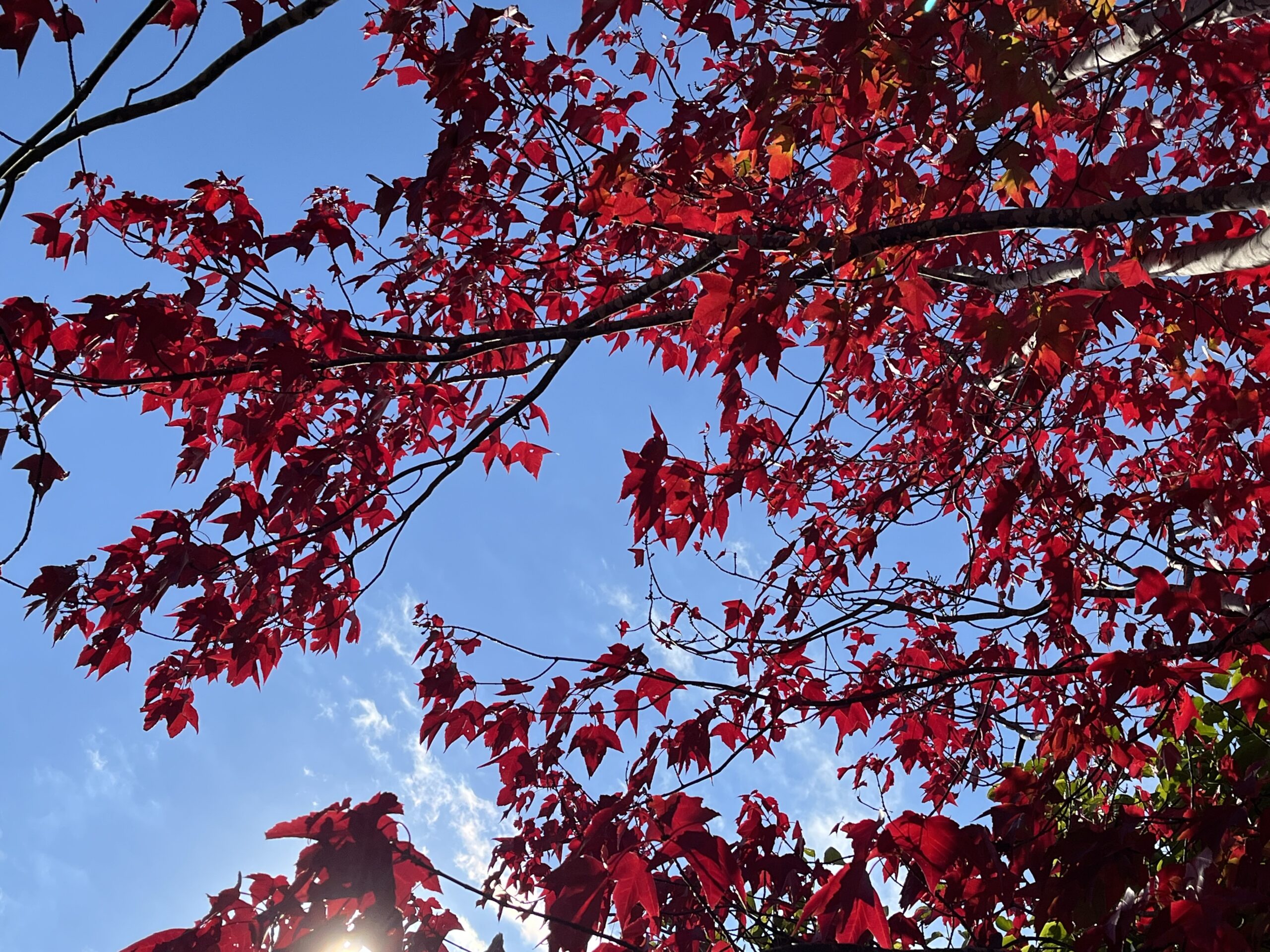 ゆにガーデン内の紅葉風景