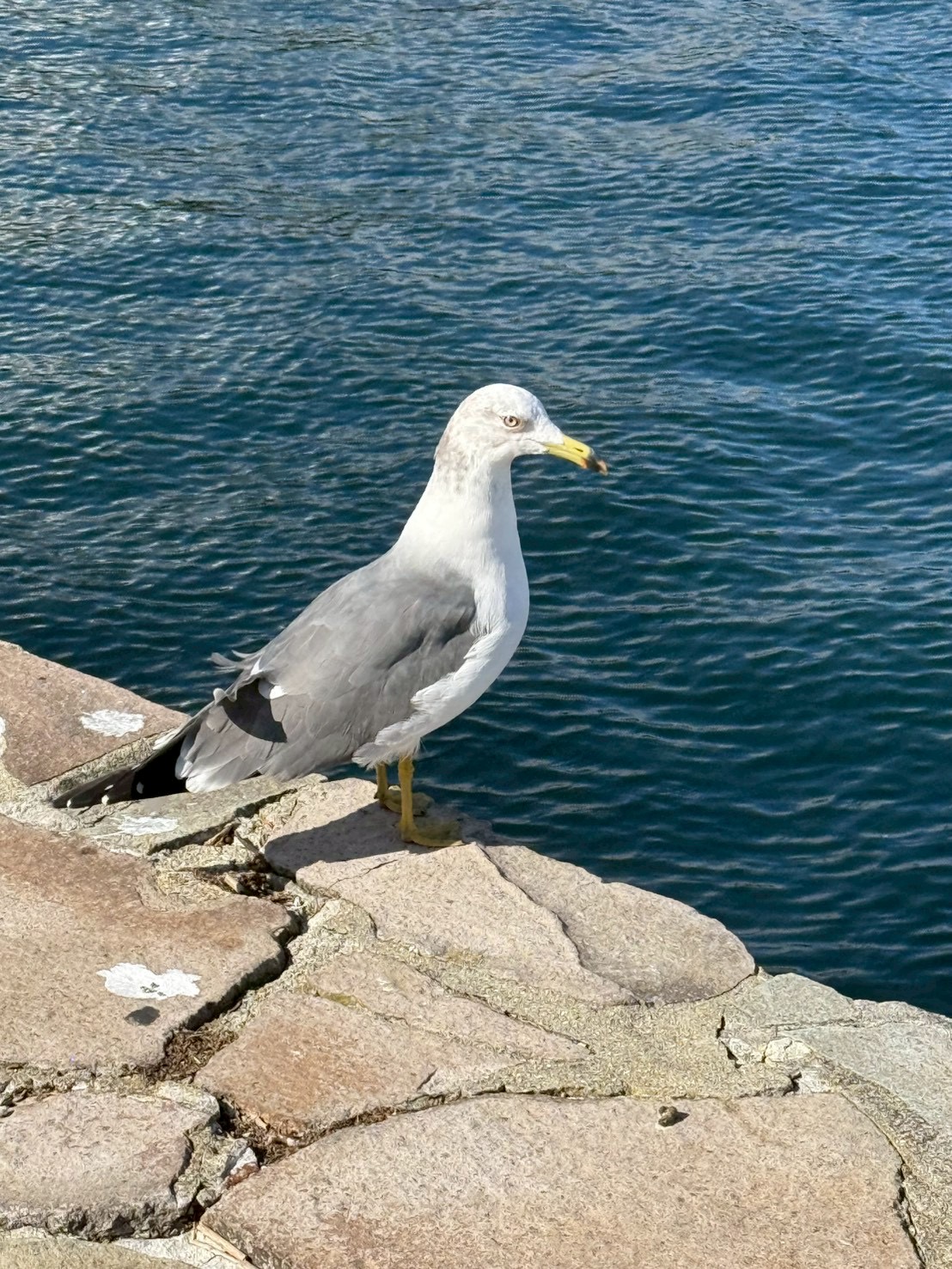 函館のウミネコ(近距離ショット)