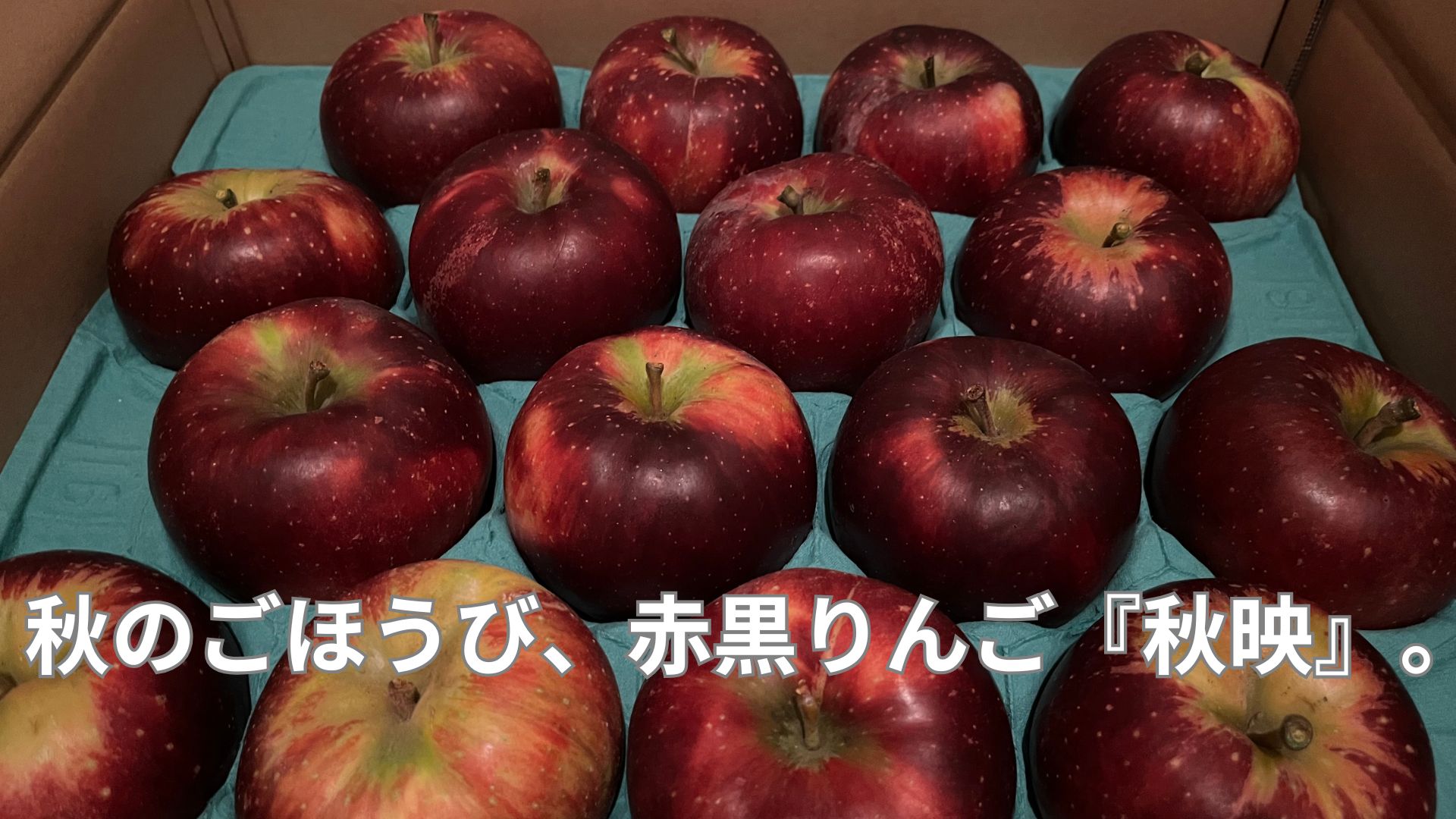 信州産の秋映りんごの写真。赤黒い皮が特徴的な甘酸っぱい品種。