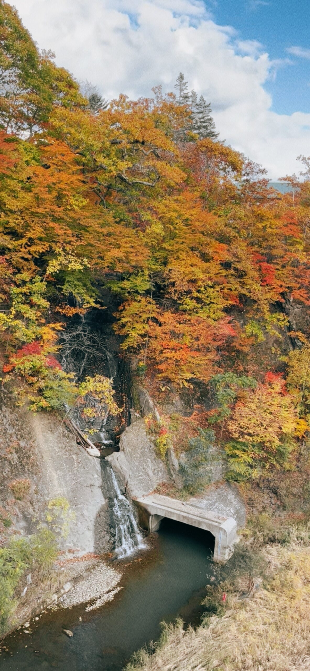 滝の上公園の紅葉4