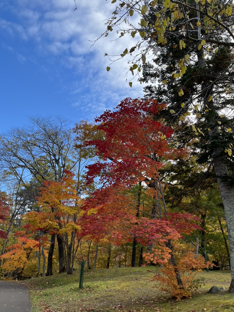 滝の上公園の紅葉2