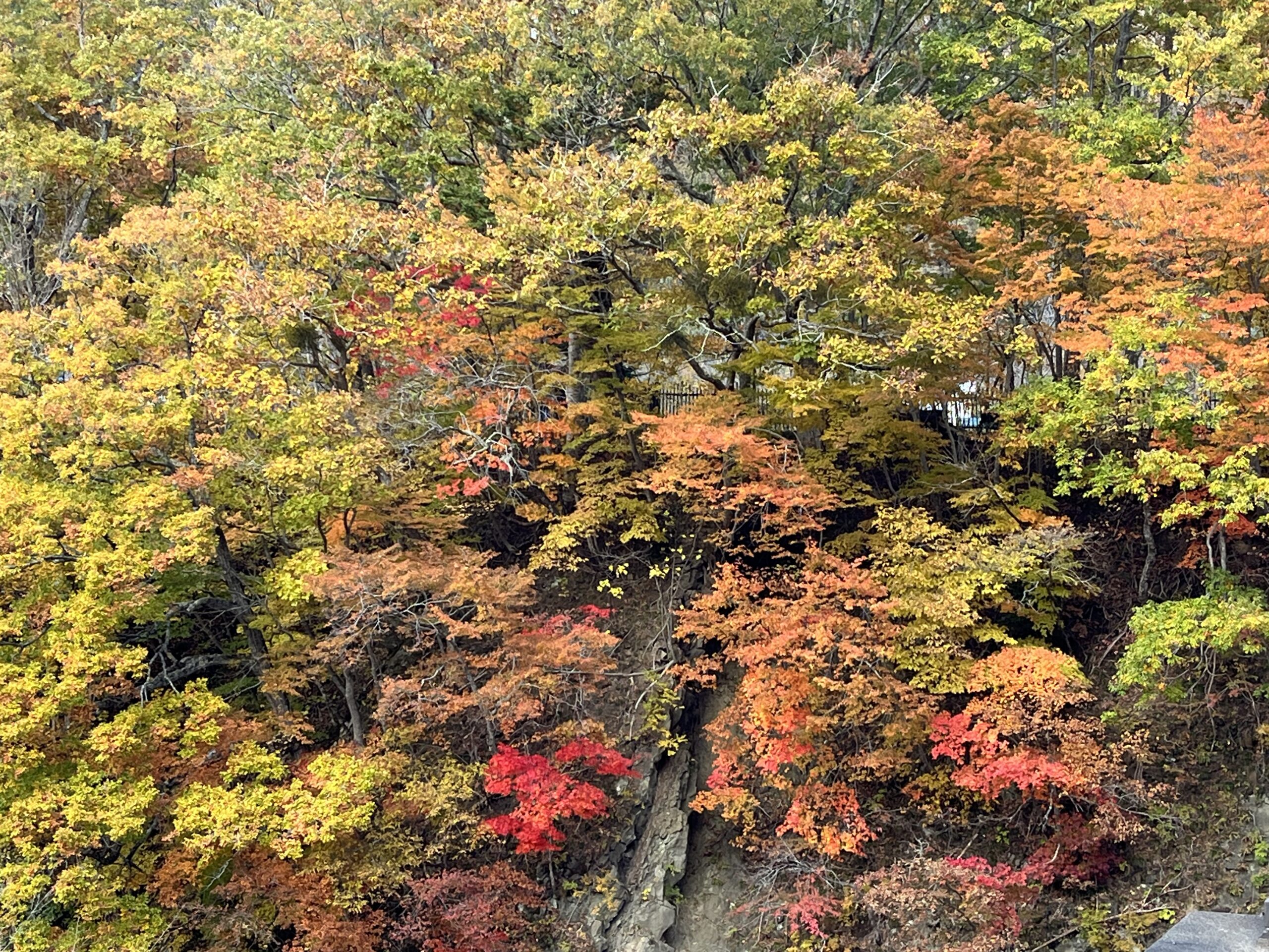 滝の上公園の紅葉3