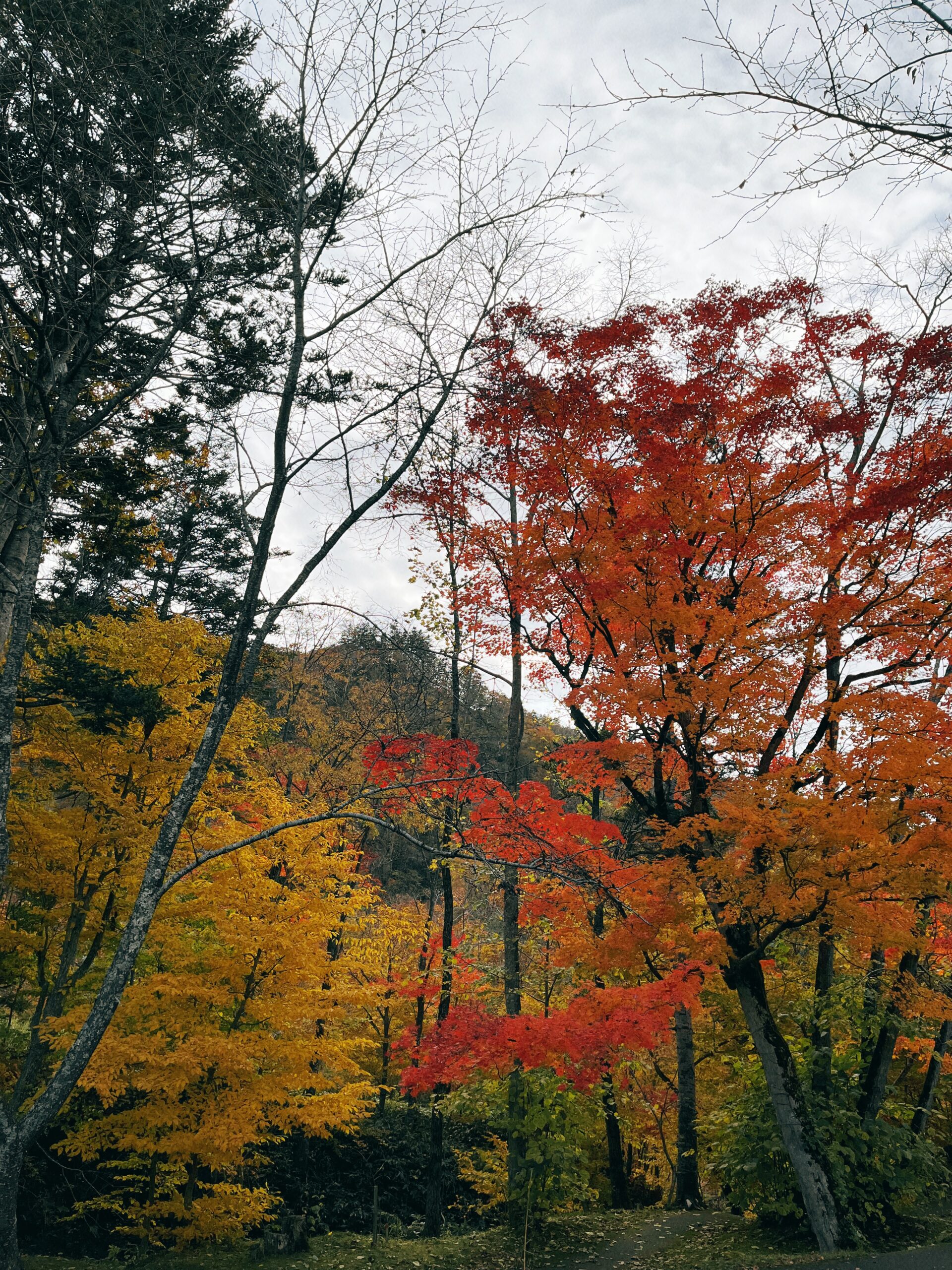 滝の上公園の紅葉1