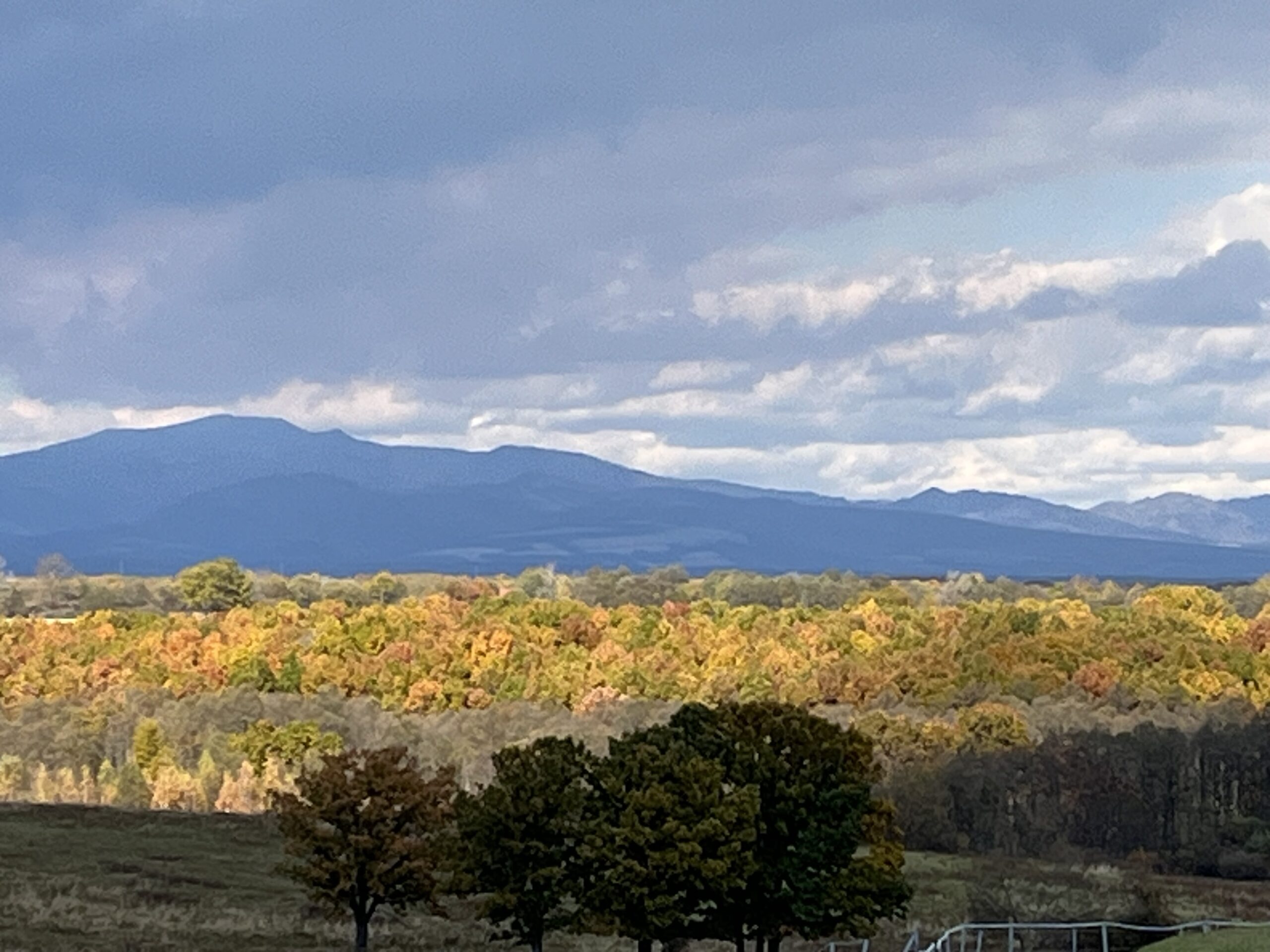 十勝牧場の放牧風景3