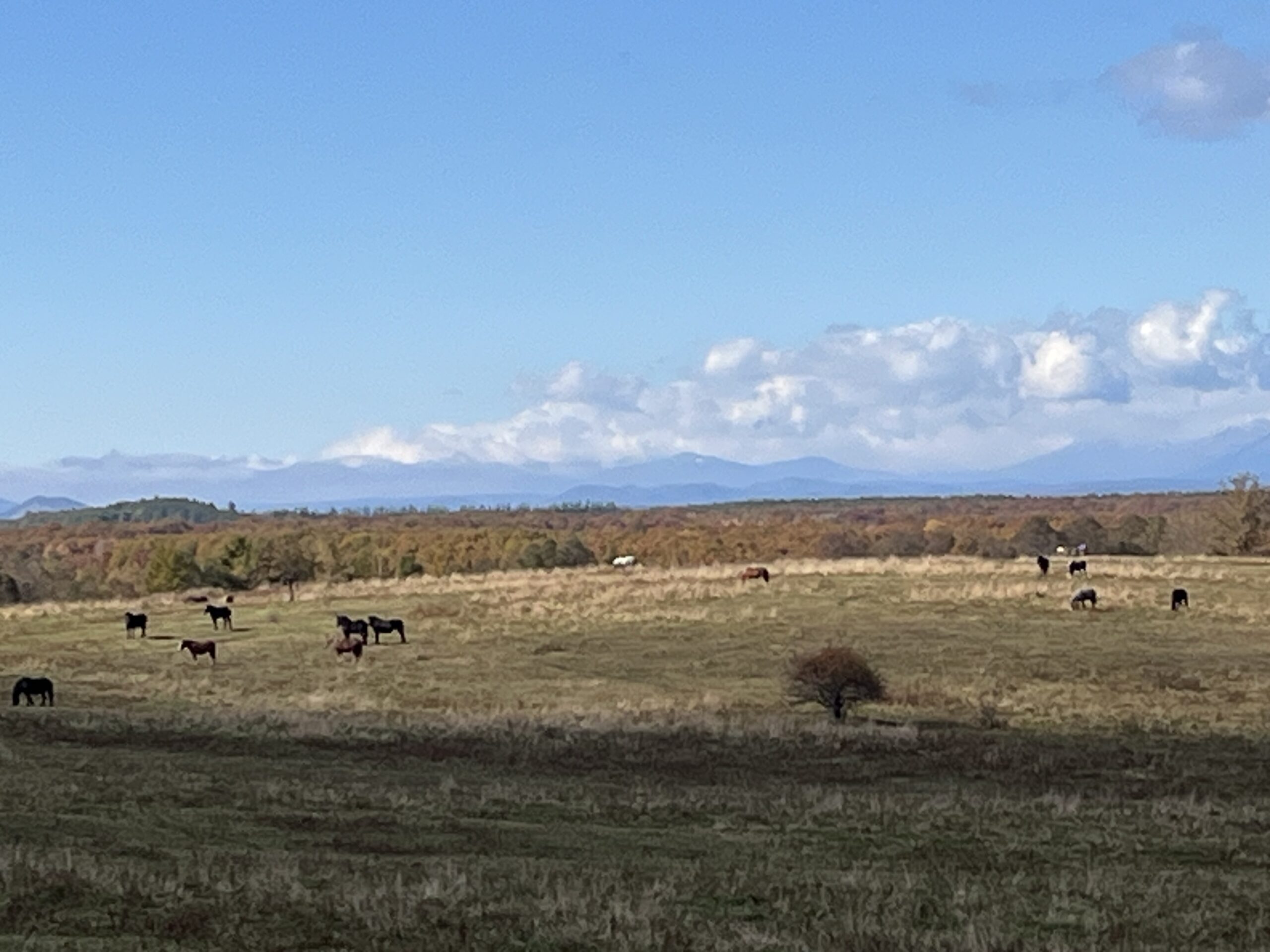 十勝牧場の放牧風景2