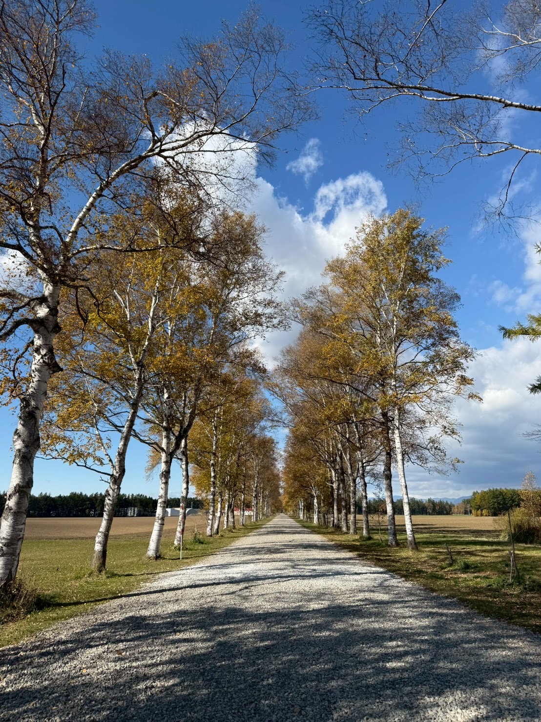 十勝牧場の白樺並木